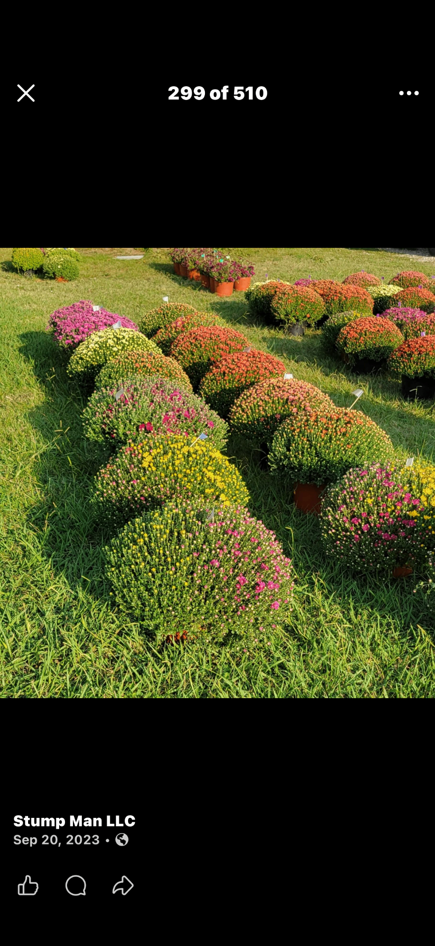 Rows of multicolored fall mums in yellow, pink, orange and magenta