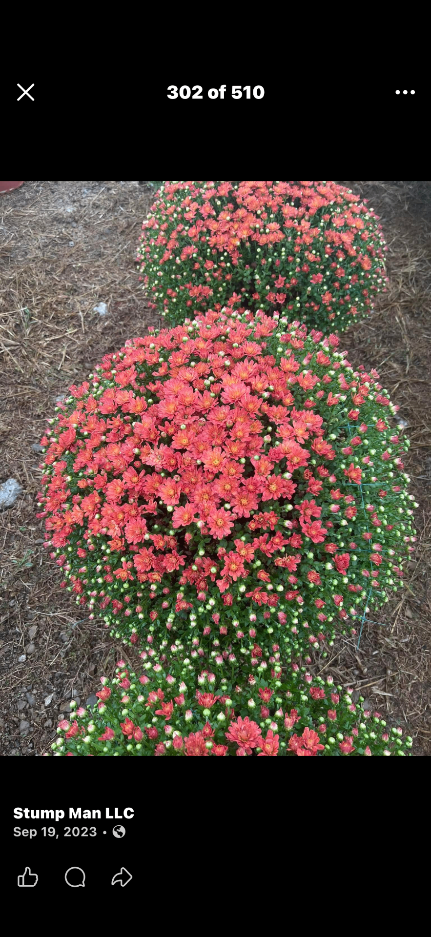 Two large coral-red mum bushes in a landscaped bed